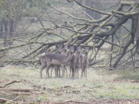 Veluwewandeling Deelerwoud (Neeltje G) 