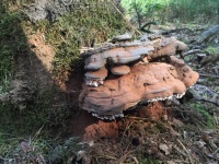 Paddenstoelen Laag-Soeren, Dieren (Neeltje N)