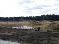 Veluwewandeling Stakenberg (Neeltje G)