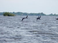 Vollenhove + De Wieden (Neeltje G)