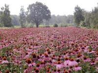 't Harde + Elburg (Neeltje G)