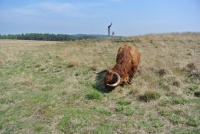 Veluwe wandeling (Neeltje G)